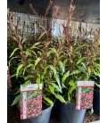 Gaura Pot de 19 Rose