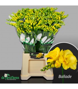 Freesia ballade 54 cm