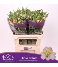 Alstromeria True Dream