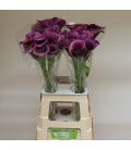 Calla Durban 60 cm
