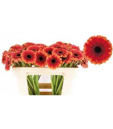 Germini Allround