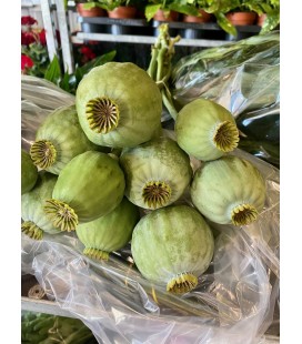 Papaver Som Zaddozen 