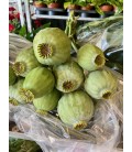 Papaver Som Zaddozen 80 cm