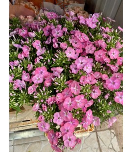 Phlox Lollipink 70 cm