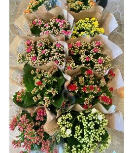 Kalanchoe double Pot de 14 FR