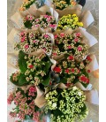 Calendiva Pot de 14 FR
