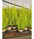 Gold Crest Pot de 13