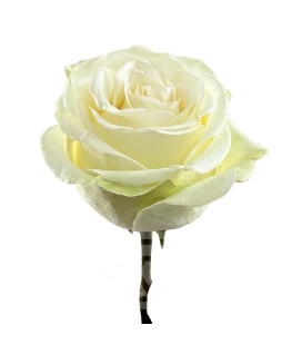Rose Frost Equateur 50 Cmx 25