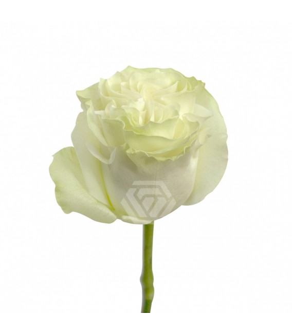 Rose Moonstone Equateur 50 Cm