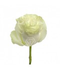 Rose Moonstone Equateur 50 Cm x 25