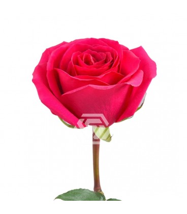 Rose Queenberry Equateur 50 Cm