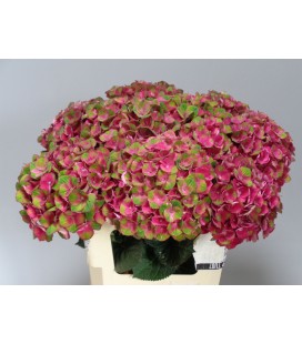 Hortensia Mag Charl BL 60 CM