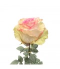 Rose  Equat  Esperance 50 cm X 25