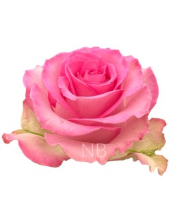 Rose Equateur Sweet Unique 50 cm