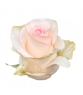 Rose Equateur Seniorita 50 cm