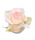 Rose Equateur Seniorita 50 cm