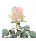 Rose Equateur Seniorita 50 cm