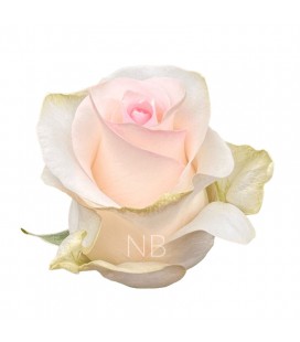 Rose Seniorita equateur 50cm