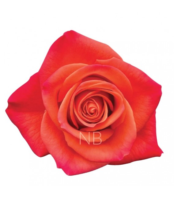 Rose Equat Orange Crush 50 cm x25