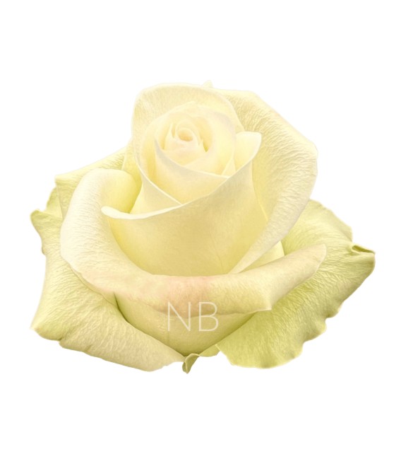 Rose Equateur Alba 50 cm