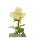 Rose Equateur Alba 50 cm