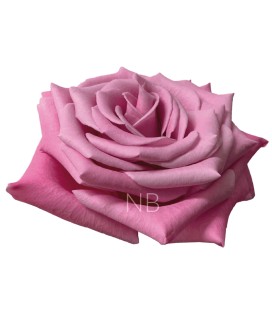 Rose Equat  Babbaloo 50 cm x 25