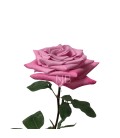 Rose Equat  Babbaloo 50 cm x 25