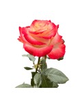 Rose Equateur Cabaret 50 Cm