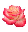 Rose Equateur Cabaret 60 cm x 25