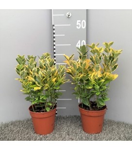 Fusain Aureus pot de 13