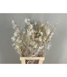 Lunaria Silver 80 cm