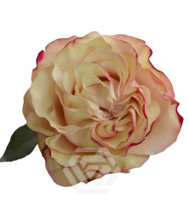 Rose Country Candy Equateur 50 Cm