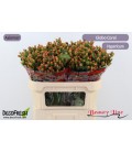 Hypericum Globo coral 60 cm