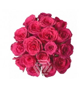 Rose equa Born Beauty  50 cm x 25