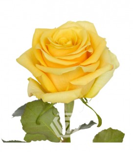 Rose equat Bumblebee  50 cm x 25