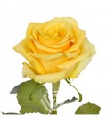 Rose equat Bumblebee  50 cm x 25