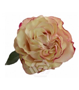 Rose equat Country Candy  50cm 25