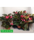 Begonia Dragon Big Rose Ø17