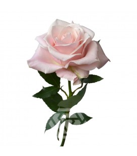 Rose equat Sweet bliss  50cm x 25