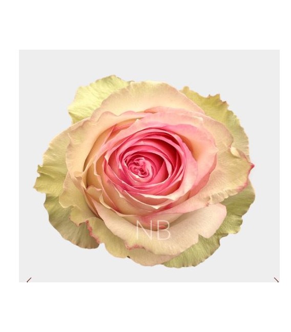 Rose equat Esperence  50 cm x 25