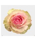 Rose equat Esperence  50 cm x 25