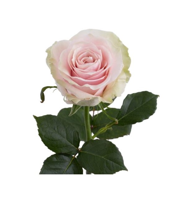 Rose equa Pink Mondia  50 cm x 25