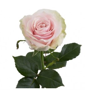 Rose equa Pink Mondia  50 cm x 25