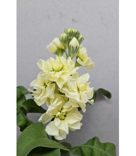 Giroflé Crème 55 cm
