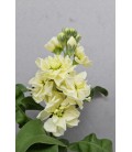 Giroflé Crème 55 cm