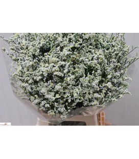 Limonium Sin Mountain Dia 70 cm