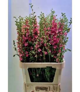 Pied d'alouette Rose 100 cm