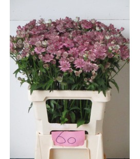 Astransia Major ov 60 cm