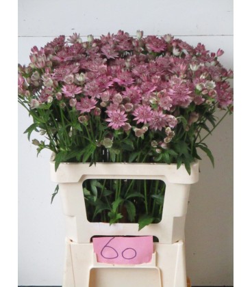 Astransia Major ov 60 cm