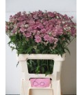 Astransia Major ov 60 cm